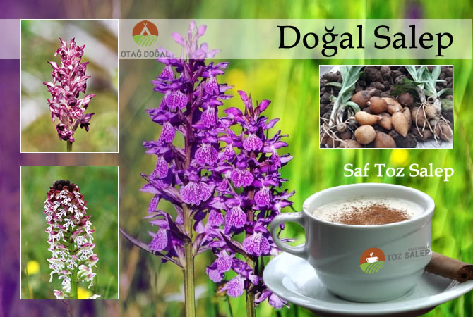 Doğal salep