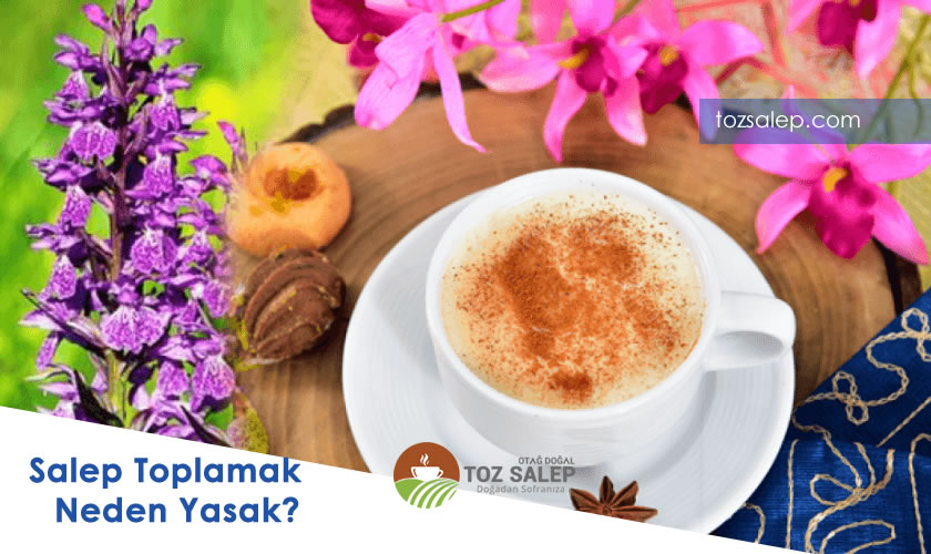 Salep Soğanı Neden Yasaktır?