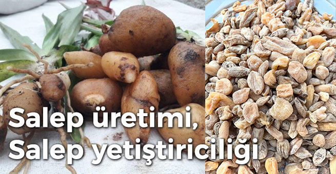 Salep üretimi, Salep yetiştiriciliği